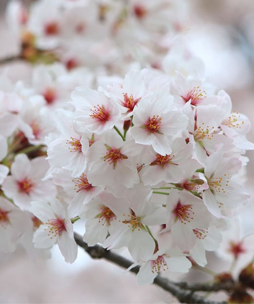 hanami2