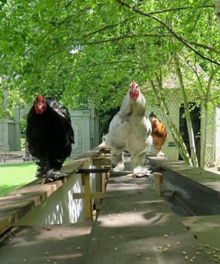potager-des-princes